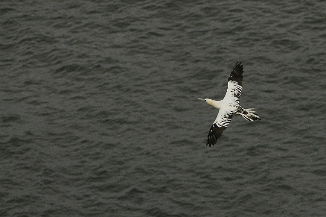 gannet, gannets, gulls-3.jpg - GANNETS - BEMPTON CLIFFS, YORKS  - 2008